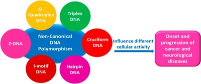 Non-canonical DNA structures: Diversity and disease association